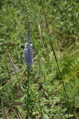 Veronica linariifolia