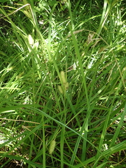 Carex typhina