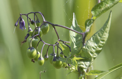 Solanum dulcamara