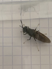 Hermetia illucens