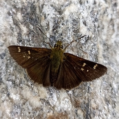 Sovia separata