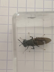 Hermetia illucens