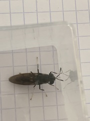 Hermetia illucens