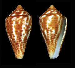 Conus cingulatus