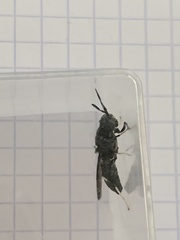 Hermetia illucens
