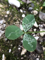 Liriomyza fricki