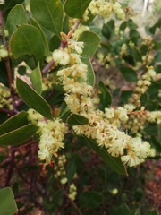 Acacia clydonophora