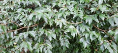 Plinia cauliflora