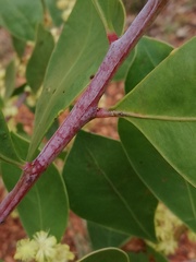 Acacia clydonophora