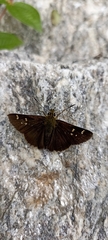 Sovia separata