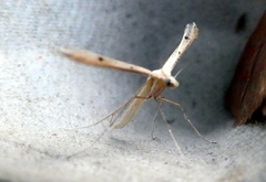 Hellinsia lienigianus