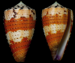 Conus circumactus
