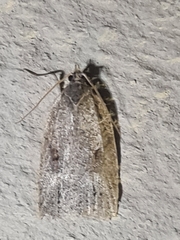 Meritastis polygraphana