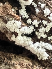 Ceratiomyxa fruticulosa fruticulosa