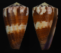 Conus circumactus