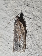 Meritastis polygraphana