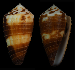 Conus circumactus