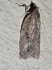 Meritastis polygraphana