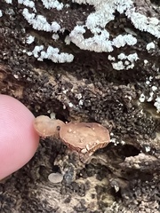 Ceratiomyxa fruticulosa fruticulosa