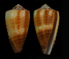 Conus circumactus