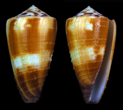 Conus circumactus