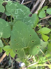 Thladiantha punctata