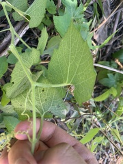 Thladiantha punctata