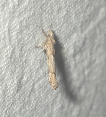 Zelleria oleastrella