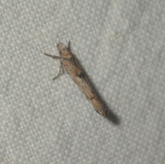 Zelleria oleastrella