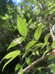 Coptosapelta diffusa