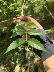 Coptosapelta diffusa