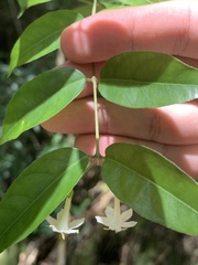 Coptosapelta diffusa
