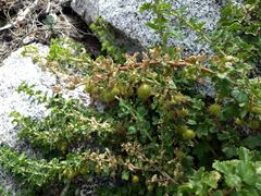 Ribes roezlii roezlii