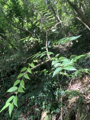Coptosapelta diffusa