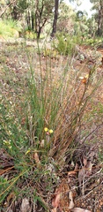 Diuris brumalis