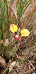 Diuris brumalis