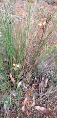 Diuris brumalis