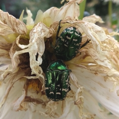 Protaetia marginicollis