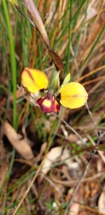 Diuris brumalis