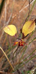 Diuris brumalis
