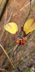 Diuris brumalis