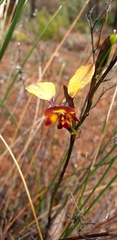 Diuris brumalis