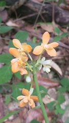 Calanthe kinabaluensis