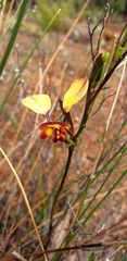 Diuris brumalis