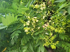 Styphnolobium japonicum