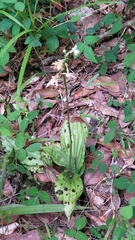 Calanthe kinabaluensis