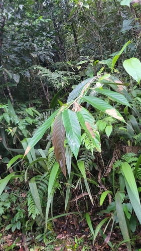 Ficus beccarii (Ficus beccarii)