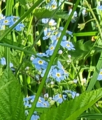 Myosotis