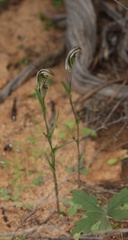 Pterostylis microglossa