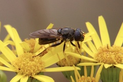 Cheilosia canicularis